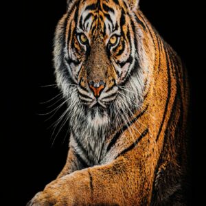 Pared Tipo Marmol UV TIGRE 1.22 m*2.44 m*3mm