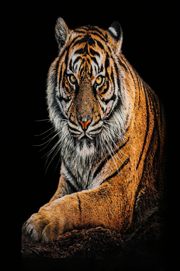 Pared Tipo Marmol UV TIGRE 1.22 m*2.44 m*3mm